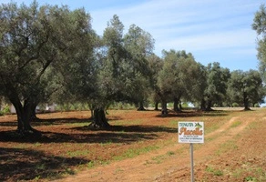 Olio Evo Tenuta Placella