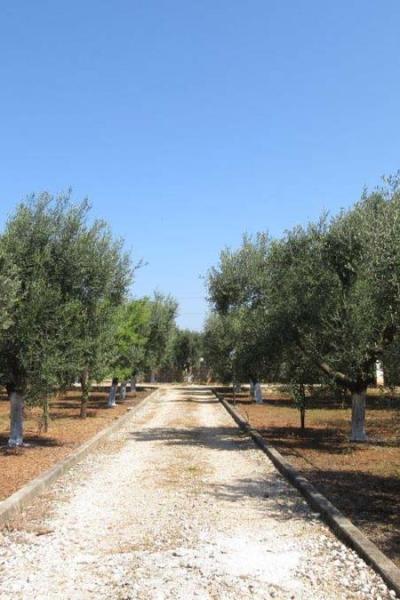 Tenuta Placella Villa Con Piscina E Giardino E Oliveto Serranova