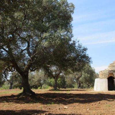 Tenuta Placella Olio Doliva Dop Pugliese Oliveto 001